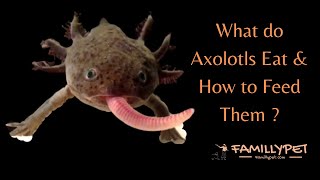 What do axolotls eat amp how to feed them [upl. by Neetsirk]