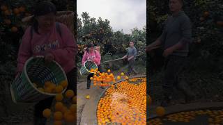 Orange Fruit Harvesting from Farm with Beautiful Natural Orange Garden farming orange [upl. by Anaiuq437]