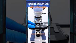 sperm under the microscope shortsfeed shorts trending viralshort ytshorts Mrshashiraj 3d [upl. by Barry]