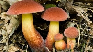 Foraging Boletus sensibilis and Boletus bicolor [upl. by Noloc320]