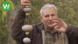 So trägt der Apfelbaum besser  Steinketten für Obstbäume [upl. by Opiuuk]