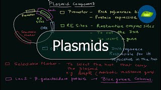 Plasmid  Components of a Plasmid  PET vectors  Genetic Engineering  Basic Science Series [upl. by Aihsekan]