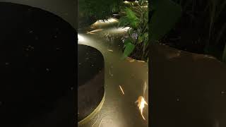 Koi Pond at Greenbelt Makati City [upl. by Sirromed]