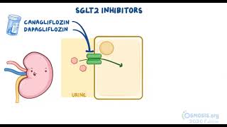 Hypoglycemic Agents  Osmosis [upl. by Llemij]