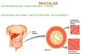 Histología Capas  Túnicas del sistema digestivo [upl. by Linc]