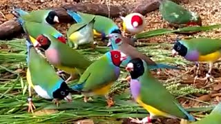 Gorgeous Gouldian Finches  my 2016 breeding stock [upl. by Analah]