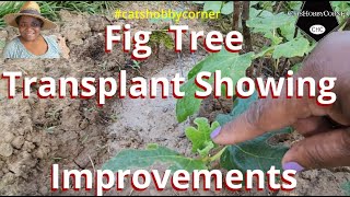 Fig Tree Transplant Showing Improvements  catshobbycorner [upl. by Harol]