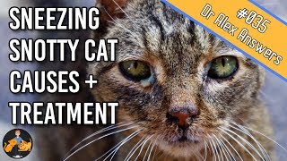 Why is My Cat Sneezing with a Runny Snotty Nose and Eyes cat flu  Cat Health Vet Advice [upl. by Elnukeda]