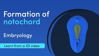 Notochord Formation  Best 3D Medical learning App  MediMagic [upl. by Eloc287]