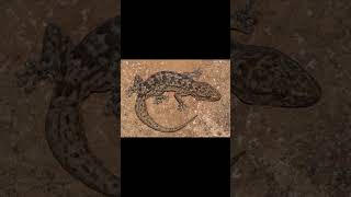 RingNecked Spitting Cobra and Amatola Rock Gecko [upl. by Matless453]