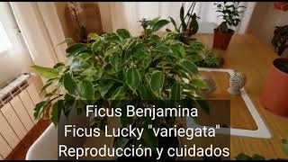 Ficus Benjamina Variegata  Todo lo que tienes que saber para cuidarla y reproducirla [upl. by Kaczer]