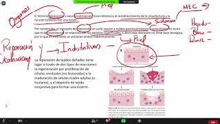 Patología General  Cicatrización y Reparación [upl. by Isabea641]