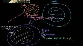 Différenciation du zygote en cellules somatiques et germinales [upl. by Meehsar386]