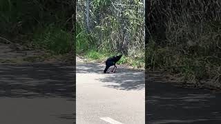 Purple  should be blue swamphen drinking from a drain shorts birds Porphyrio pukeko [upl. by Tada]