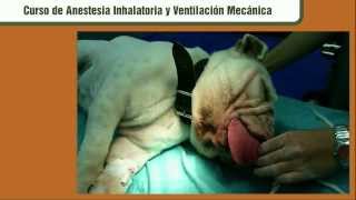 Curso de anestesia inhalatoria veterinaria [upl. by Elfrieda266]