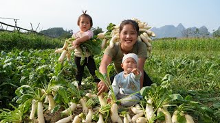 Harvest giant radishes to sell at the market  cook nutritious porridge for your children to eat [upl. by Galligan]