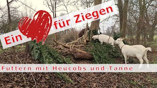 Ein Herz für Ziegen Fütterung mit Heucobs und Tanne [upl. by Anwahsad]