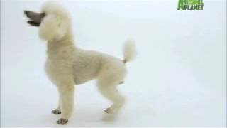 Dogs 101  Poodle [upl. by Hayidan]