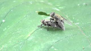 Cluster Flies Calliphoridae Pollenia Mating [upl. by Sue]