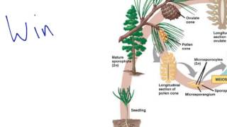 Gymnosperm Reproduction [upl. by Abdu9]