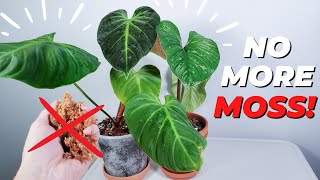 philodendron el choco red and plowmanii repotting moss removal [upl. by Bonnette888]