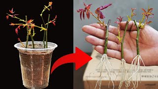 ROSE Roots Grow MAGICALLY with This Simple Formula [upl. by Valsimot]