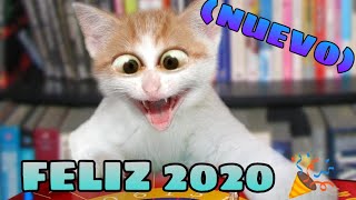 🤣 Mejores Videos de Animales Graciosos 2021 🐱🐶 Intenta no Reír NUEVO [upl. by Ataga]