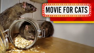 Movie for Cats  Rat Show Videos with Rats for Cats to watch 1 Hour 4K [upl. by Komara874]