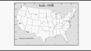 Historical Distribution of Invasive Elaeagnus angustofolia Russian olive [upl. by Kcirttap]