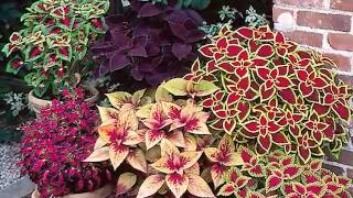 Get to Know Coleus  ShadeLoving Plants [upl. by Nnair915]