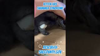 🐈 Gorgeous kitten with swimmer syndrome and family need rescue Sacramento CA 🐈 [upl. by Jensen]