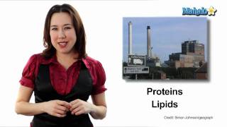 Learn Biology Cells—Endoplasmic Reticulum [upl. by Lilian]