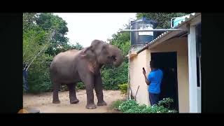 an Elephant Drinking Water Sri Lanka [upl. by Irena]