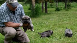 Norwegian Elkhound Puppies at 4 Weeks Old [upl. by Anitsirk961]