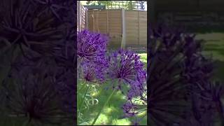 Allium Flower Beautiful 4 Months Timelapse [upl. by Uriia]