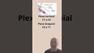 Plexos espinais cervical e braquial [upl. by Wein791]