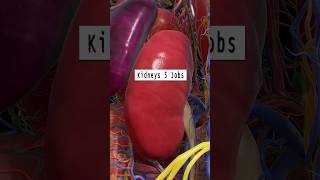 Kidney Function  Kidney Jobs  Kidney Anatomy kidney shorts [upl. by Ira993]