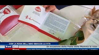 La vita torna a sbocciare con la rosa dellAido [upl. by Geirk425]