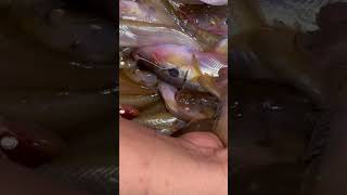 Order fish Tonle Sap video fish riverfish fishspecies amazing subscribe shorts [upl. by Nnyre74]