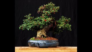 Cotoneaster Bonsai Tree 11 [upl. by Lav]