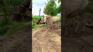 Water well system traditional Village Life in pakistan shorts tredingshorts shortsviral [upl. by Fania73]