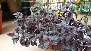 How to Grow and Care Loropetalum Plant  Border Plant  Fun Gardening [upl. by Airdna]