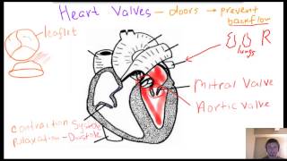 Heart valves [upl. by Demp]