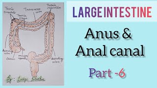 largeintestine  Anal canal and anus  part 6 [upl. by Cohbath474]