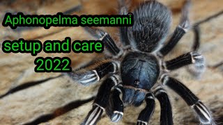 Costa rica zebra tarantula  Aphonopelma seemanni [upl. by Peck186]