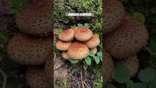 Pholiota squarrosa ☠️ [upl. by Nos]