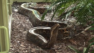 Giant 19 Foot 200 Pound Reticulated Python at Naples Zoo [upl. by Isherwood986]