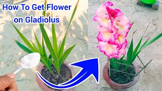 Gladiolus plant Not Flowering  How to grow and care tips Fertilizer For gladiolus plant [upl. by Suicul]