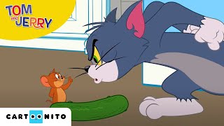 Tom și Jerry  Castravetofobia  Cartoonito [upl. by Zenobia]