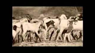 eritrean music bilen sefelal by mehret zerhans [upl. by Mathe]